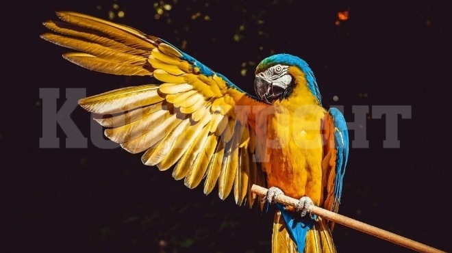 Крадец загази след като папагал събуди стопанката си