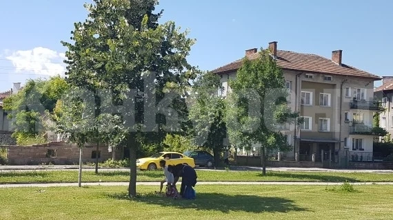 Кметът на Мездра забрани увреждането на дърветата при бране на липов цвят