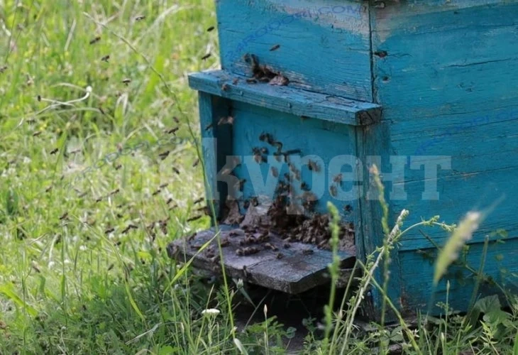 Трагедия: Ужилената от пчели 32-г. родопчанка починала пред очите на цялото семейство! ВИДЕО