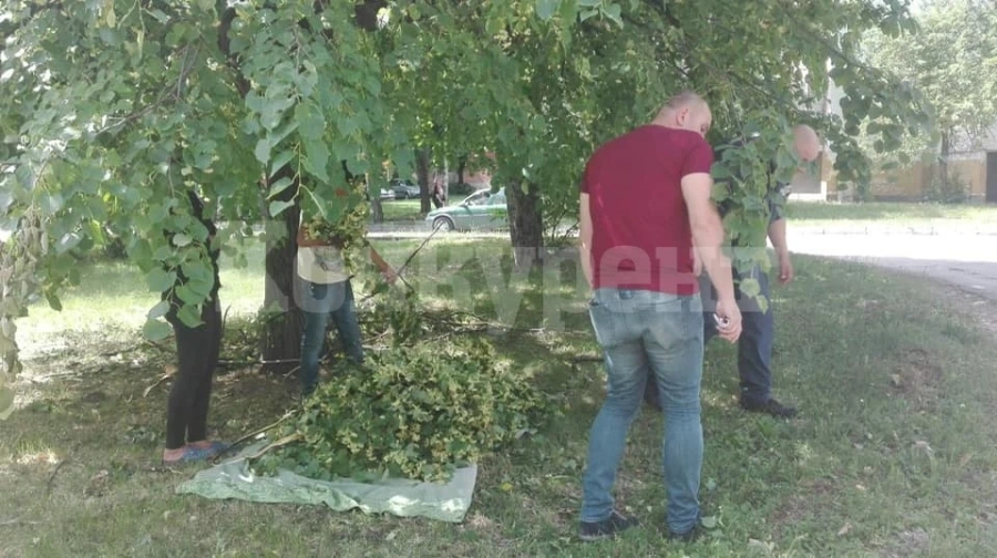 Глобиха трима, кършили клони заради липовия цвят СНИМКИ