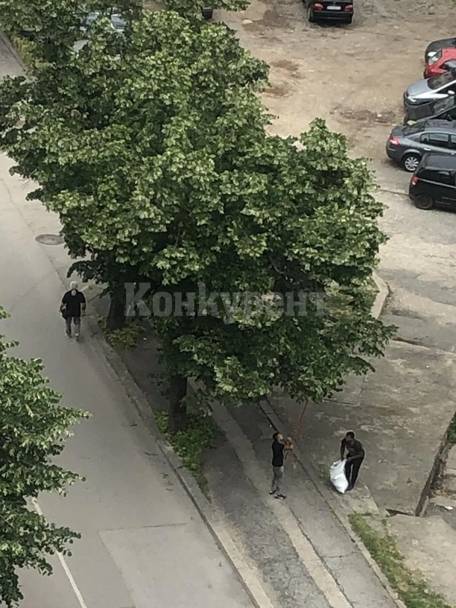 До Инспектората: Тарикати берат липов цвят в центъра на Враца СНИМКИ