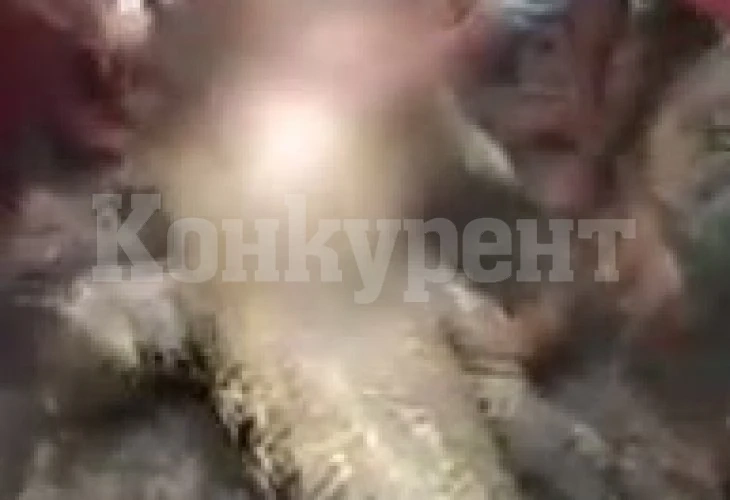 Ужас: Извадиха останките на жена от търбуха на крокодил ВИДЕО 18+