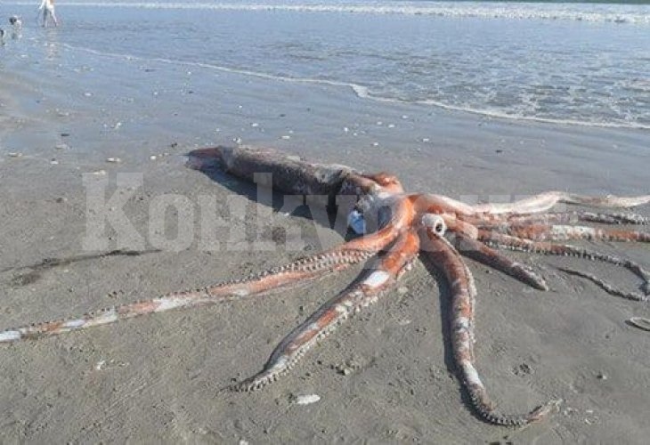 Съпрузи откриха 270-килограмово чудовище, докато се разхождат на плажа СНИМКИ
