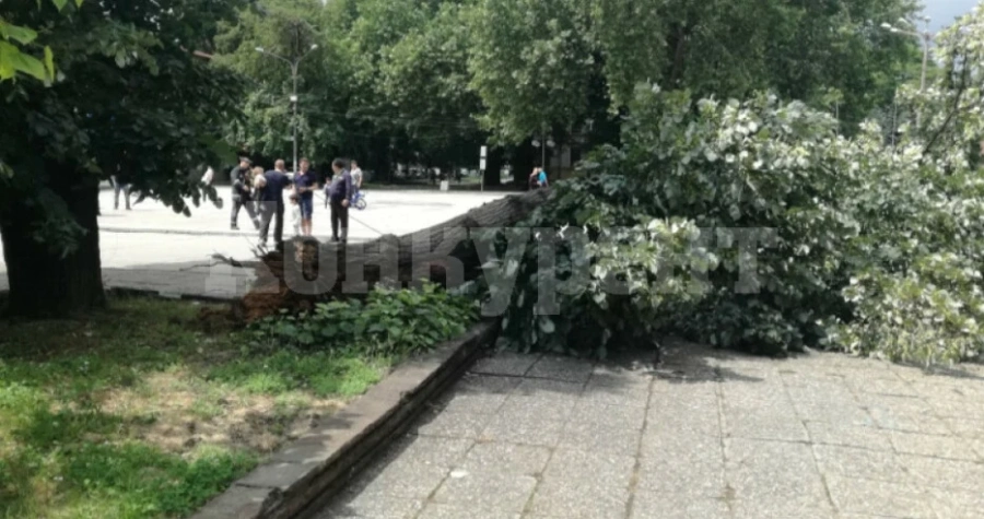 Клон от липа падна върху двегодишно момиченце