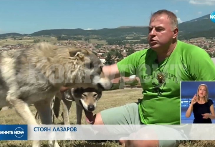 Софиянци с три деца приютиха вълци в апартамента си ВИДЕО