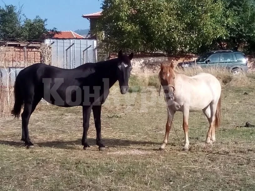 Тикнаха в ареста двама, издевателствали над коне