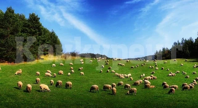 Отдават пасища, ливади и мери в Мездренско