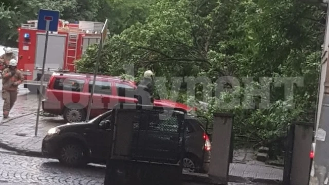 Дърво премаза три коли в центъра на Пловдив при днешната буря СНИМКИ