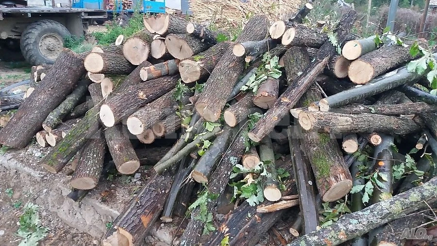  Спипаха мъж с два кубика незаконни дърва