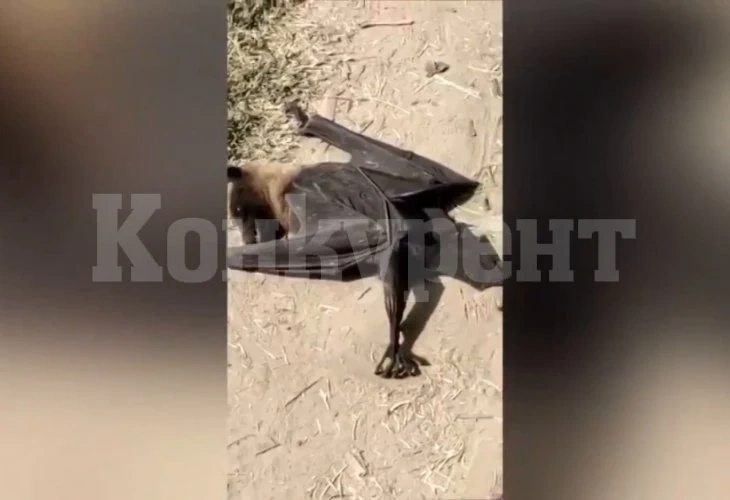 Гигантски прилеп с човешки размери ужаси хората СНИМКИ