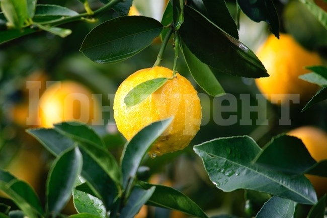 Необичайните употреби на лимонените кори в домакинството