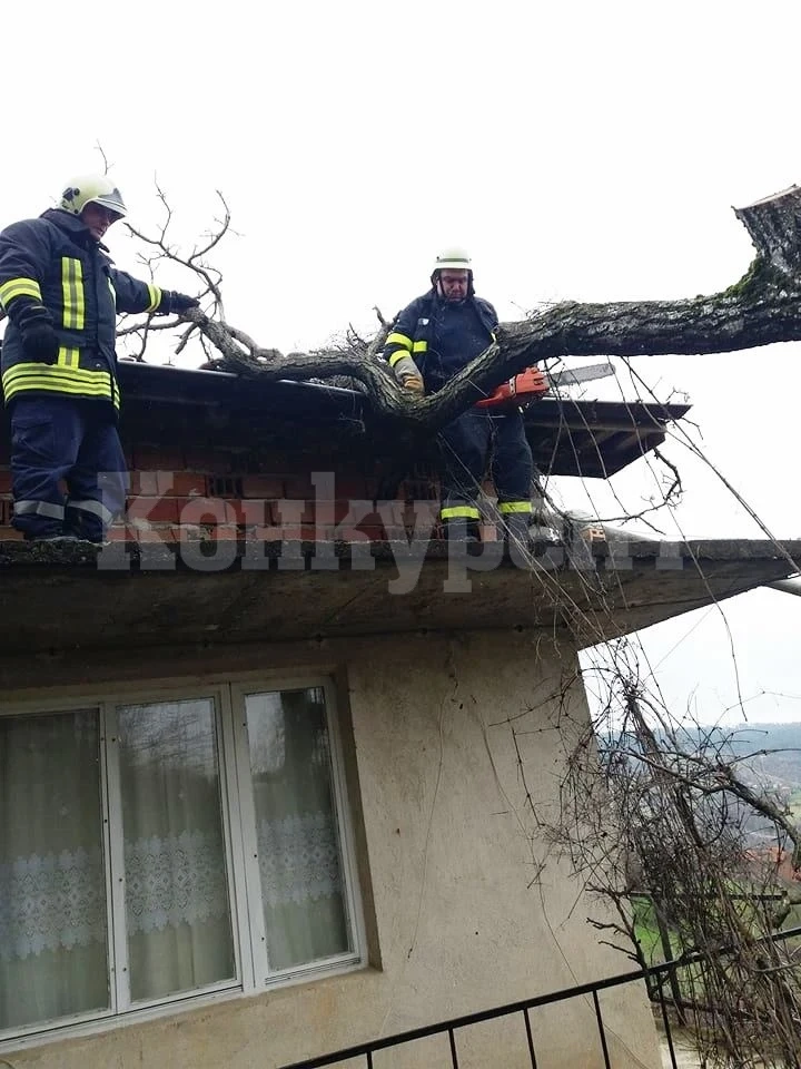 Дърво се срути върху къща в Лом