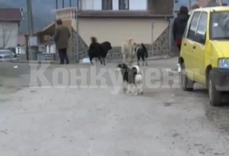Озверели кучета разкъсаха мъж в Благоевградско ВИДЕО