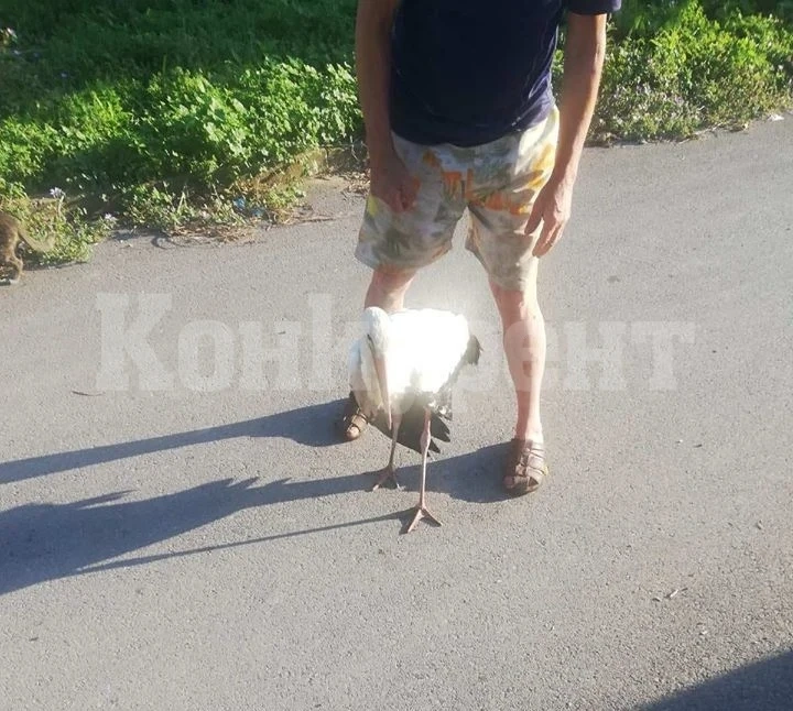 Спасиха още един бедстващ щъркел във Врачанско СНИМКИ