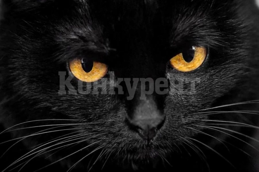 Котка наркотрафикант успя да избяга от затвора