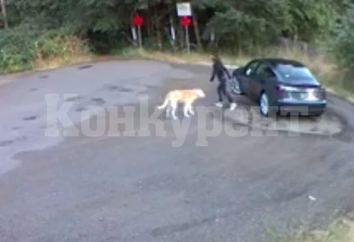 Девойка изостави кучето си в гората, реакцията на домашния любимец трогна до сълзи мрежата ВИДЕО