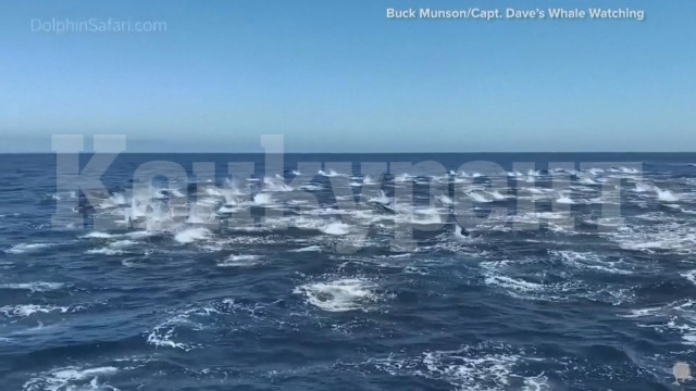 Стотици делфини се струпаха край бреговете на Южна Калифорния (Видео)