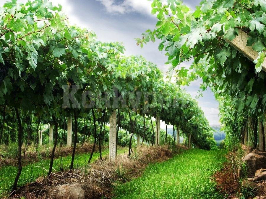 Продават се лозови масиви в Белослатинско