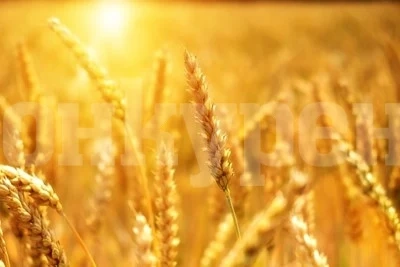 Днес пак ще е горещо, до 39 градуса