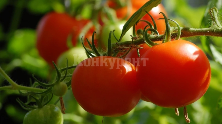 Фонд Земеделие извърши 7 500 теренни проверки