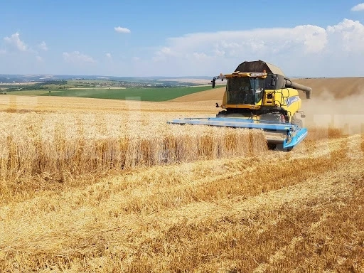 В Северозапада са най-високите добиви на пшеница