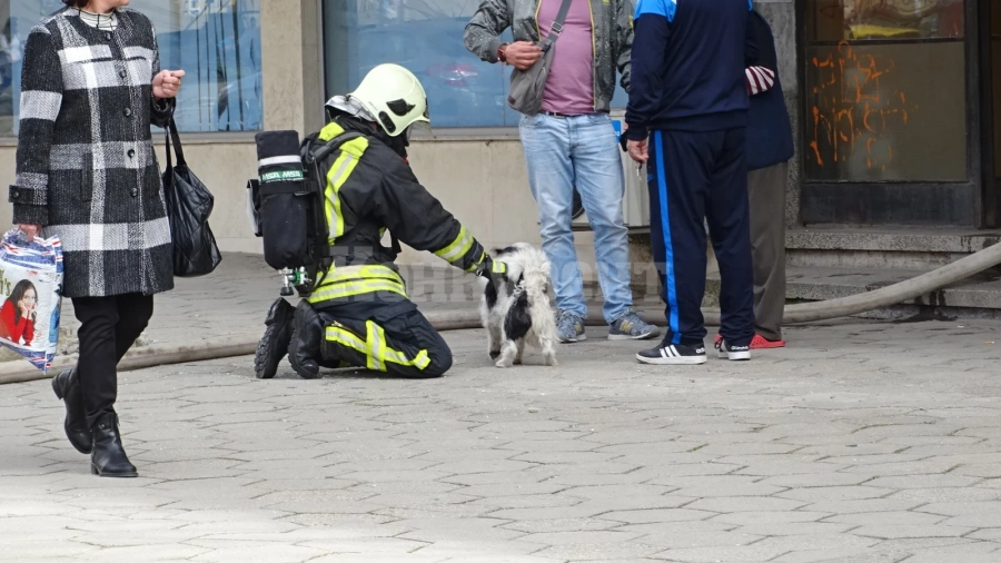 Пожарникари спасиха куче, паднало в канала „Парта” в Монтана