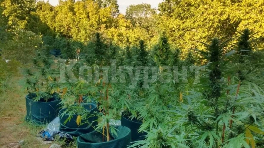 Удар на полицията! Задържаха двама софиянвци край врачанско село с 8 кила дрога