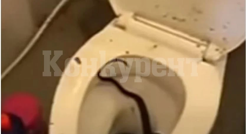 Злополука: Змия изскочи от тоалетната и захапа пениса на студент