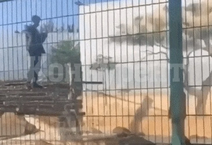 Мъж влезе в клетката на лъвовете заради селфи, ето какво се случи ВИДЕО