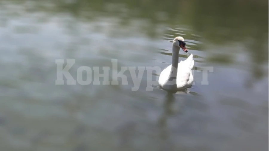 Видински огнеборци спасиха лебед