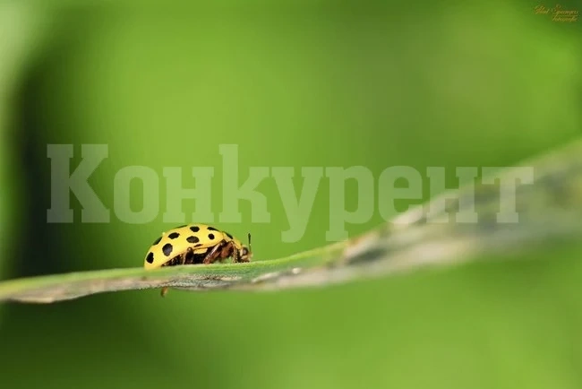 Какви поличби носят животните, които ни пресичат пътя