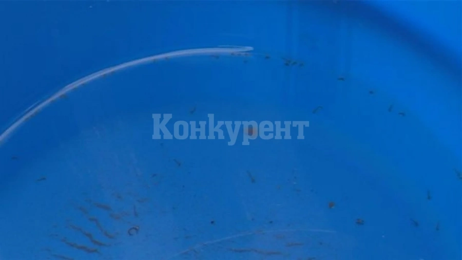 Попови лъжички потекоха от чешмите в село Катрище