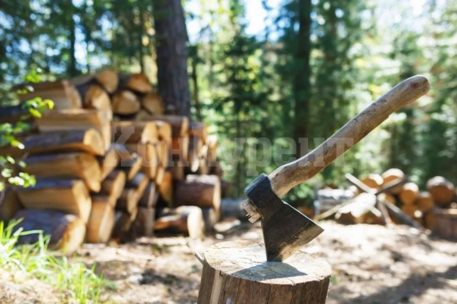 Тикнаха в ареста двама за незаконна сеч във Видинско