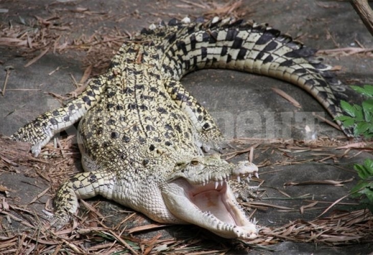 Огромен крокодил уби за секунди небрежен плувец