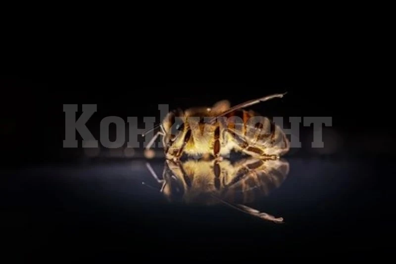 Учени откриха в Австралия пчели, които събират мед през нощта