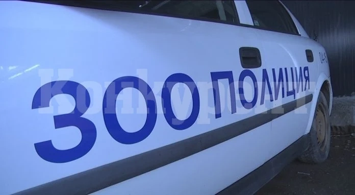 Издирват мъж, убил котка в центъра на Монтана СНИМКИ
