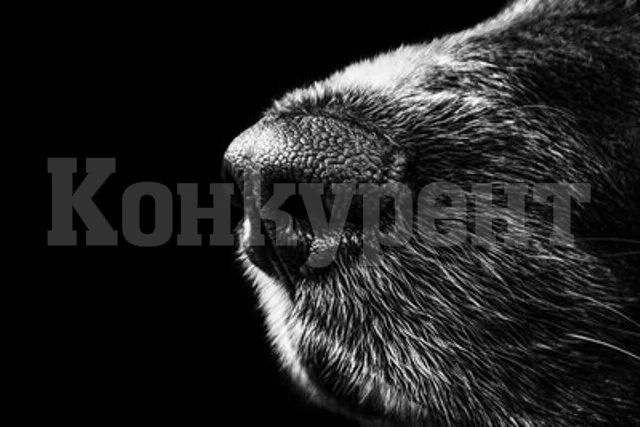 5 хил. лв. обезщетение за дете, ухапано от бездомни кучета във Велико Търново