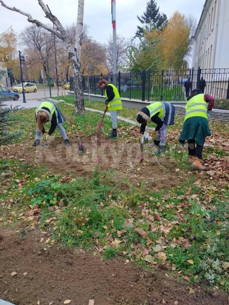 Приключи засаждането на пролетните цветя във Видин