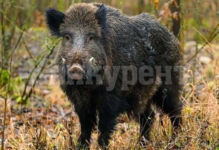 Мъж реши да подразни глиган, но вижте какво се случи ВИДЕО