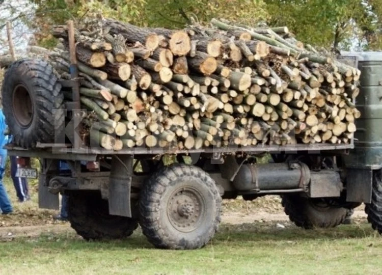 30-годишен натовари близо 10 кубика дърва от незаконно сечище във Видинско