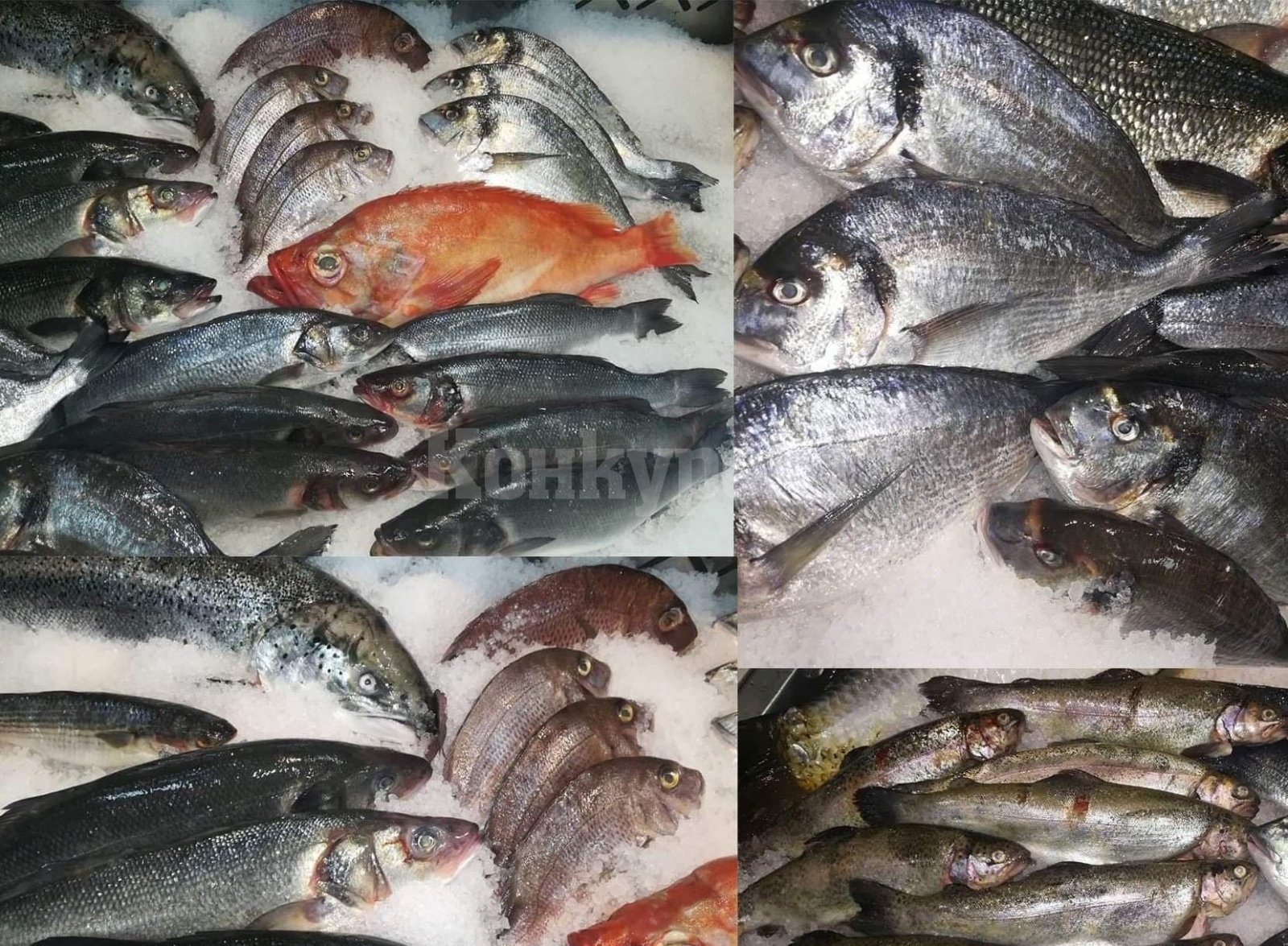 Ето каква е цената на рибата за Никулден във Враца : Konkurent.bg