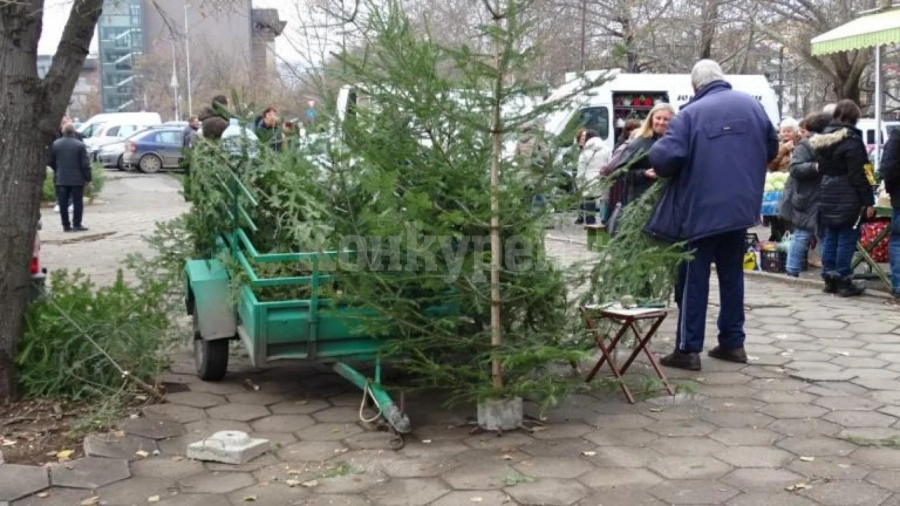 Елхата поскъпва 5 пъти от разсадника до пазара