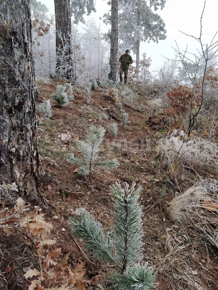 Залесиха 34 декара край Белоградчик