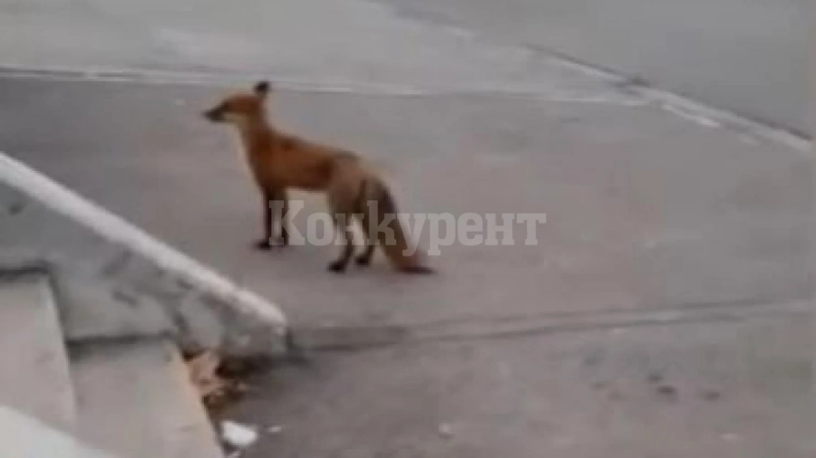 Лисица се разходи посред бял ден в столицата