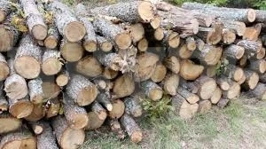 Мъж вдигна на крак полицията, прибрал си камара с „изоставени“ дърва