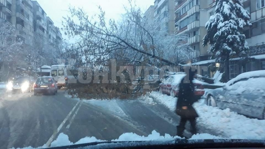 Дърво потроши автомобил във Видин СНИМКИ