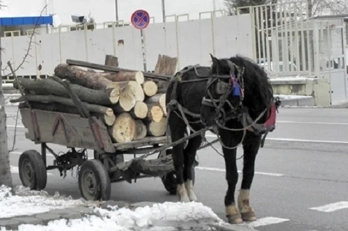 Униформени спряха конски впряг с незаконни дърва 