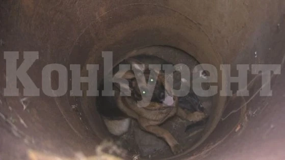 Огнеборци вадиха куче, паднало в шахта