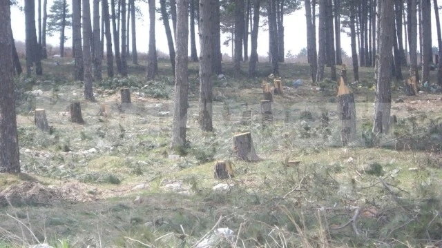 Бракониер изсече гората на видинчанин