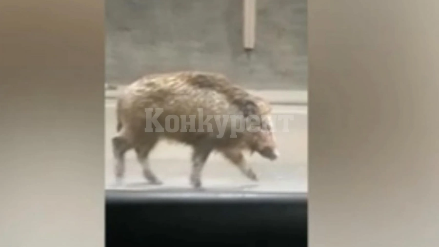 ШОК! Глиган се разхожда из тунела \